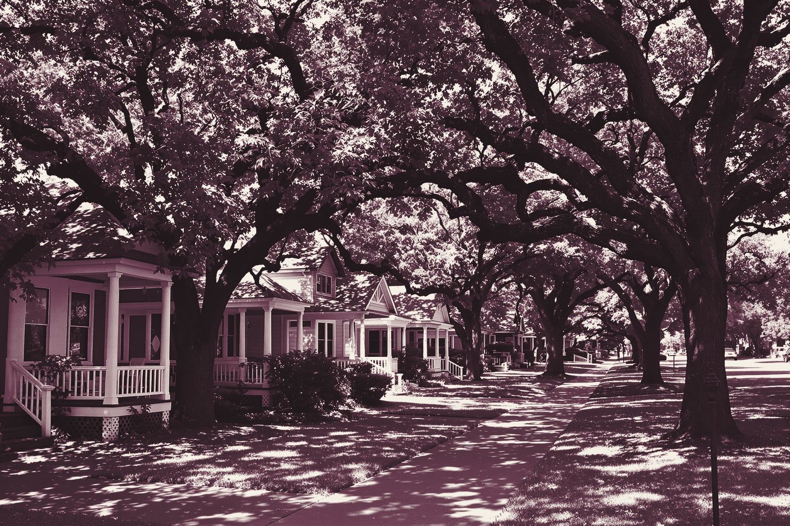 Craftsman bungalows under big live oaks on a shaded street